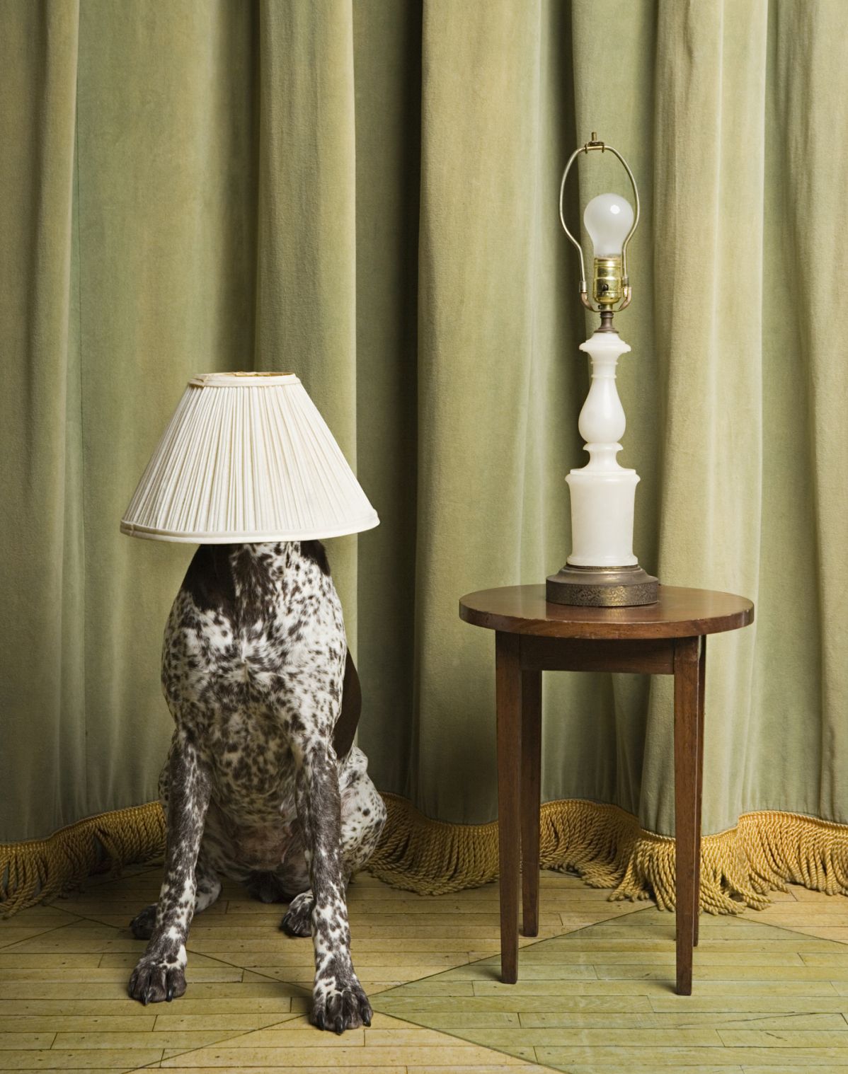 Dog with a lampshade on its head. Bild: © istock.com / Image Source