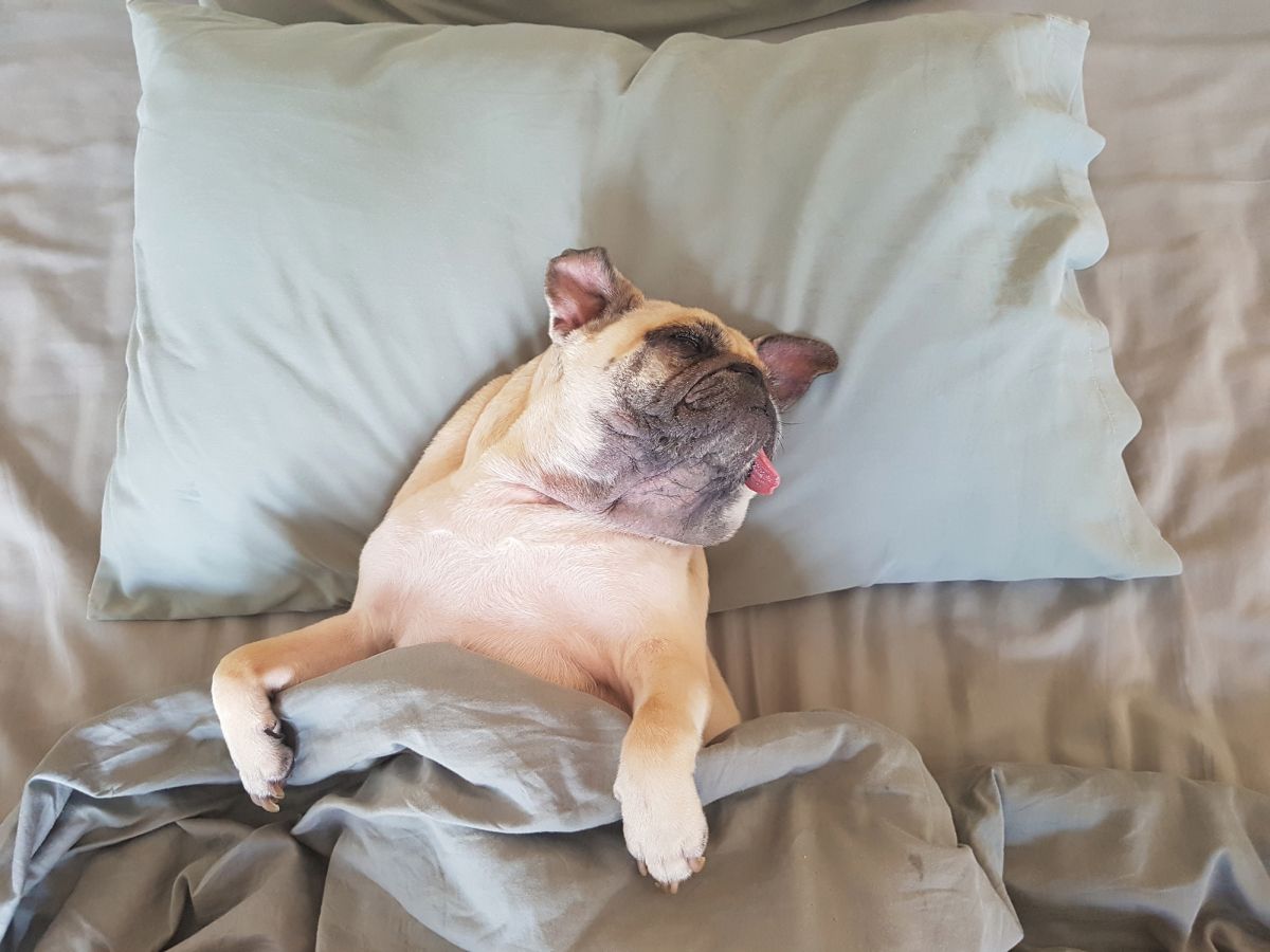 Cute pug dog sleep on pillow in the bed and wrap with blanket feel happy time. Bild: © istock.com / fongleon356