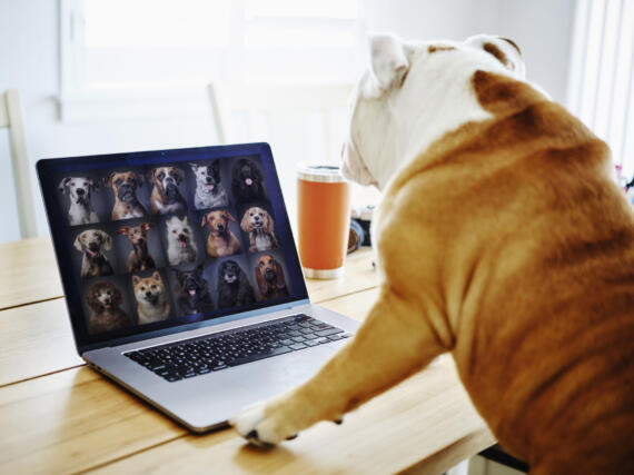 Hund sitzt vor Laptop und nimmt an Videokonferenz mit vielen anderen Hunden Teil